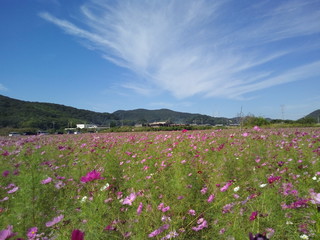 コスモス　こすもす　コスモス畑　秋