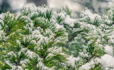 Closeup of christmas tree branch under the snow