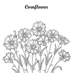 Vector bouquet with outline Cornflower or Knapweed or Centaurea flower, bud and leaf in black isolated on white background. Ornate contour Cornflower bunch for summer design and coloring book.  - obrazy, fototapety, plakaty