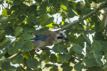 Eichelh&auml;her auf einem Ast
