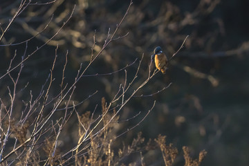 Eisvogel (Alcedo atthis)
