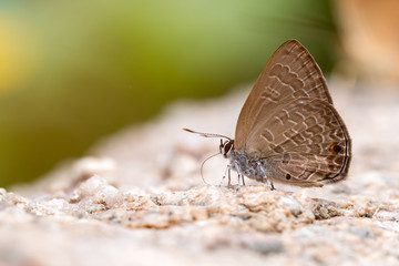 Close up of Common Ciliate Blue butterfly feed on rock; Anthene emolus Godart on stone with copy space