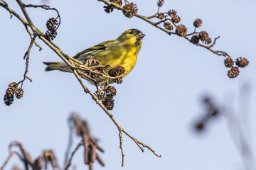 Erlenzeisig (Carduelis spinus)