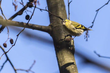 Erlenzeisig (Carduelis spinus)