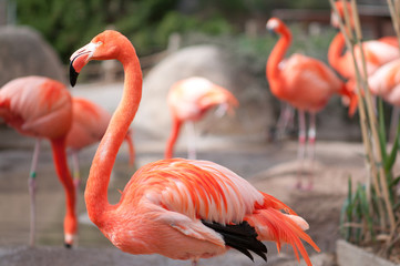 close-up of flamingo wading in water.