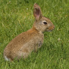 Kaninchen