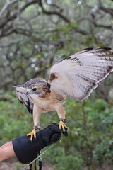 Trained red-shouldered hawk on gloved hand of trainer.