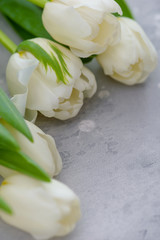 White tulips on gray stone background