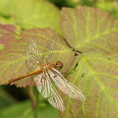 Libelle