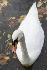 Naklejka premium Swan. St. Jame's park. London.