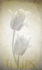 tulipanes con efecto vintage