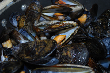 cozze