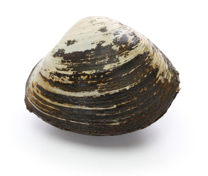 hokkigai (sakhalin surf clam) , japanese bivalve isolated on white background