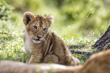 Baby lion sitting with mum in the Masai Mara National Park in Kenya