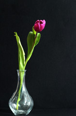 Single, purple tulip in the glass vase, black background, free copy space