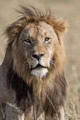 Male lion portrait in the Masai Mara National Park in Kenya