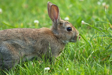 Kaninchen