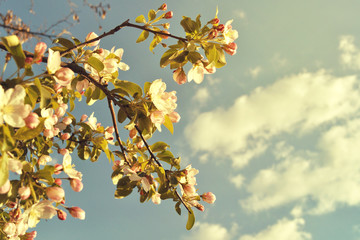 Blossom spring tree background