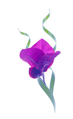 flor de la bugambilia aislada