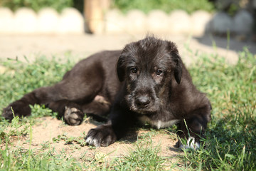 Amazing puppy of irish wolfhound