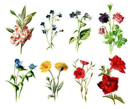 Vintage Colored Flower Illustrations - Hand Painted Illustrations of Flowers and Plants