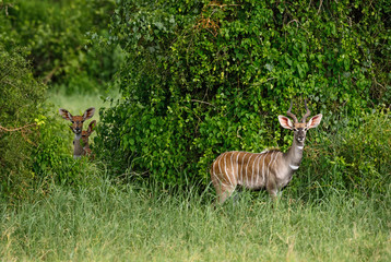 Greater Kudu - Tragelaphus strepsiceros, large striped antelope from African savanna, Taita Hills reserve, Kenya.