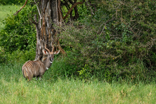 Greater Kudu - Tragelaphus strepsiceros, large striped antelope from African savanna, Taita Hills reserve, Kenya.
