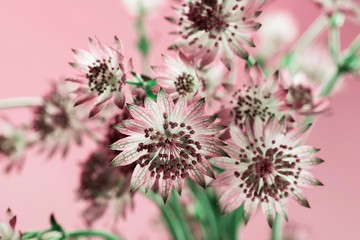 Blossoming astrantia flower on pink background.