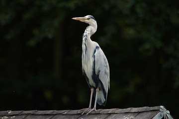 Graureiher Fischreiher