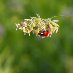 Marienkäfer