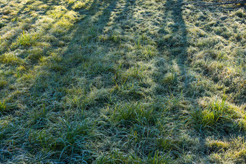 Frosty morning. Green grass with morning frost and sun.