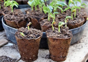 Jeunes pousses de haricots en pots.