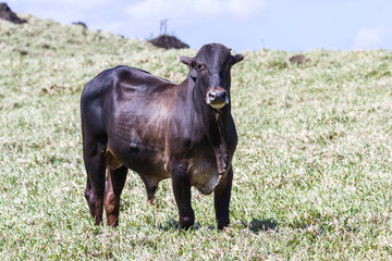 young bull in a grass field