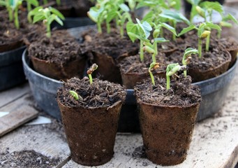 Jeunes pousses de haricots en pots.
