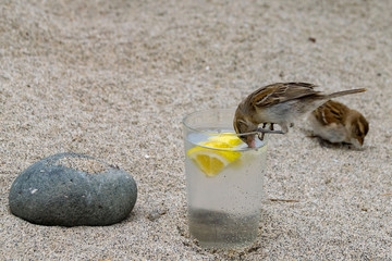 Wild sparrow drinking out of a glass of gin and tonic