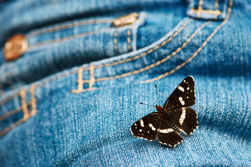 Closeup butterfly on jeans clothes.  Denim shorts on which the butterfly sat © Tricky Shark