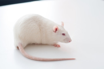 white lab rat isolated on white background