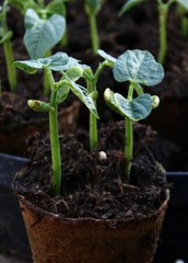 Jeunes pousses de haricots en pots.