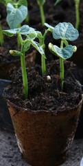 Jeunes pousses de haricots en pots.