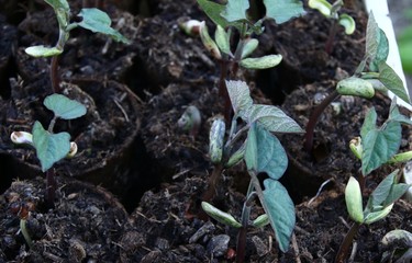 Jeunes pousses de haricots en pots.