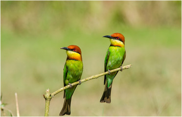 Chestnut-headed Bee-eater 