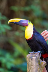 Chestnut-mandibled toucan - Ramphastos ambiguus swainsonii