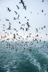 Seagulls flying and screaming