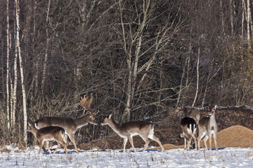 Flock of Fallow deer (Dama dama) on the hunting feeder
