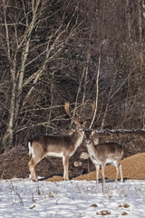 Naklejka na ściany i meble Family of Fallow deer (Dama dama) on the hunting feeder