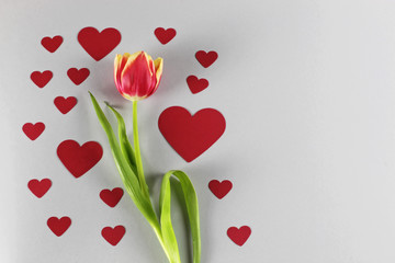 Rot-gelbe Tulpe auf Herzhintergrund
