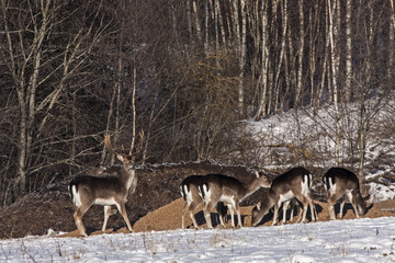 Flock of Fallow deer (Dama dama) on the hunting feeder