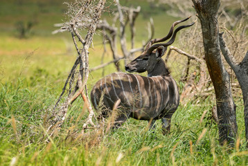 Greater Kudu - Tragelaphus strepsiceros, large striped antelope from African savanna, Taita Hills reserve, Kenya.