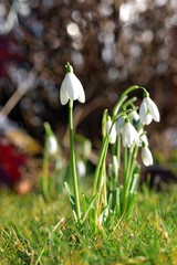 Spring Galanthus