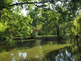  Pond with trees and vegetation. Landscape.